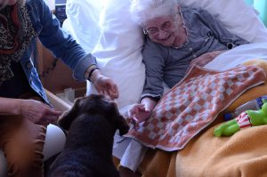 Labrador op bezoek bij oudere vrouw