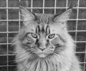 Ramses Main-Coon in opleiding