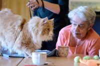 Zorgdier kat op bezoek bij bewoonster