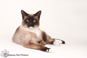 Nyca de cat copyright famous pet pictures